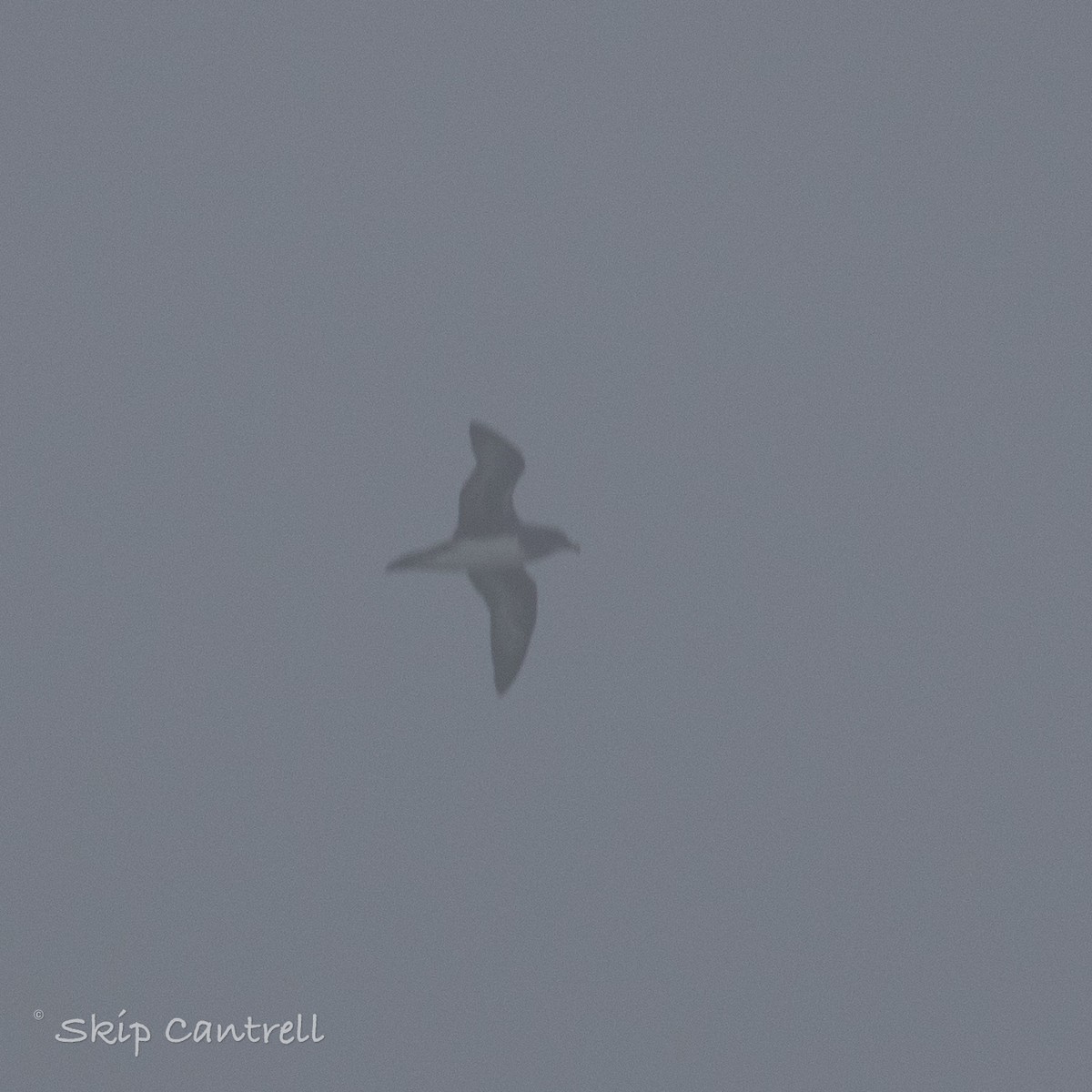 Petrel de Trinidad - ML422006631