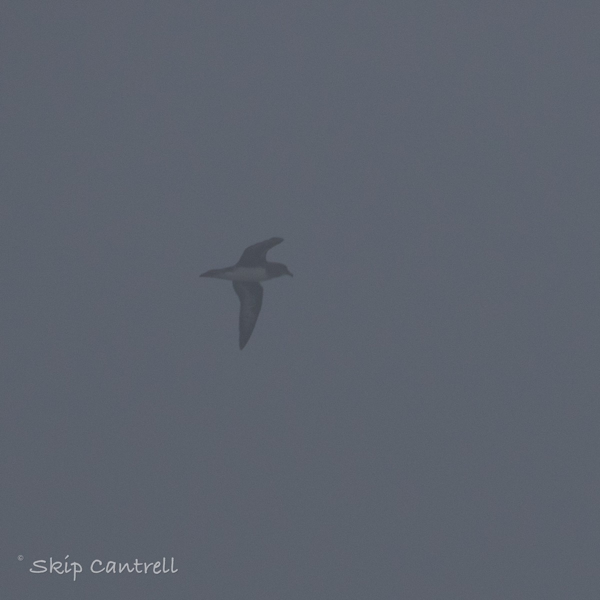 Petrel de Trinidad - ML422006651