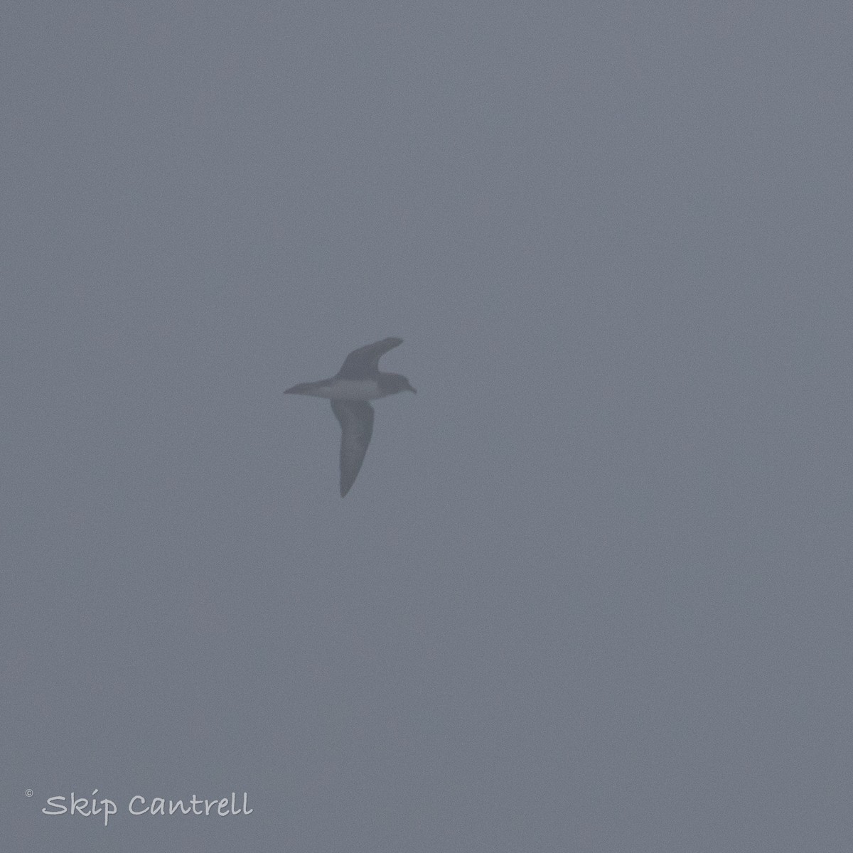 Petrel de Trinidad - ML422006661