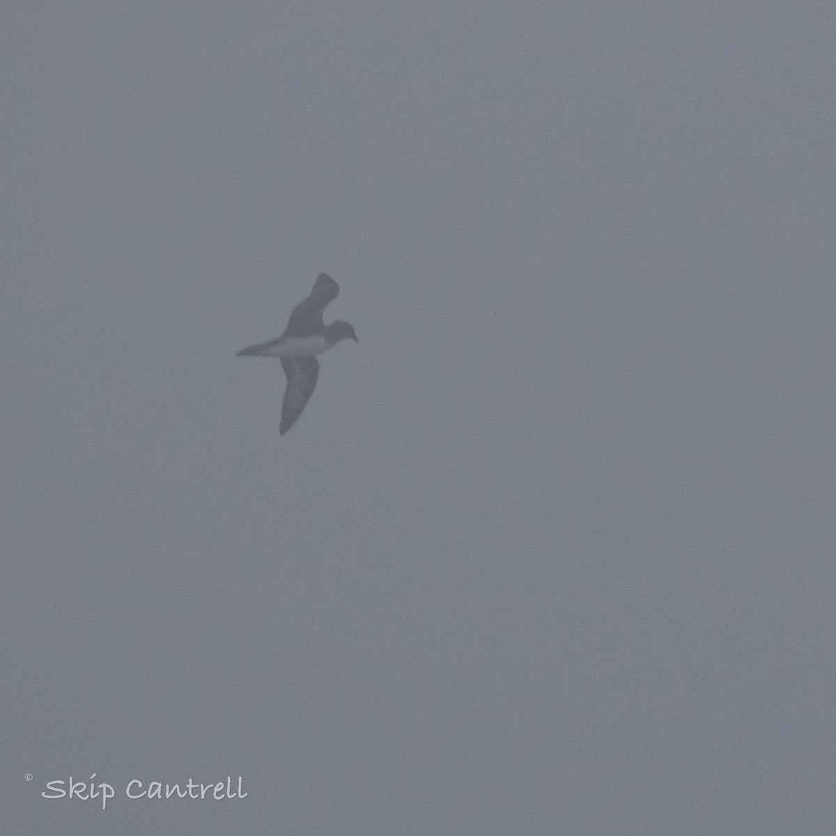 Petrel de Trinidad - ML422006671