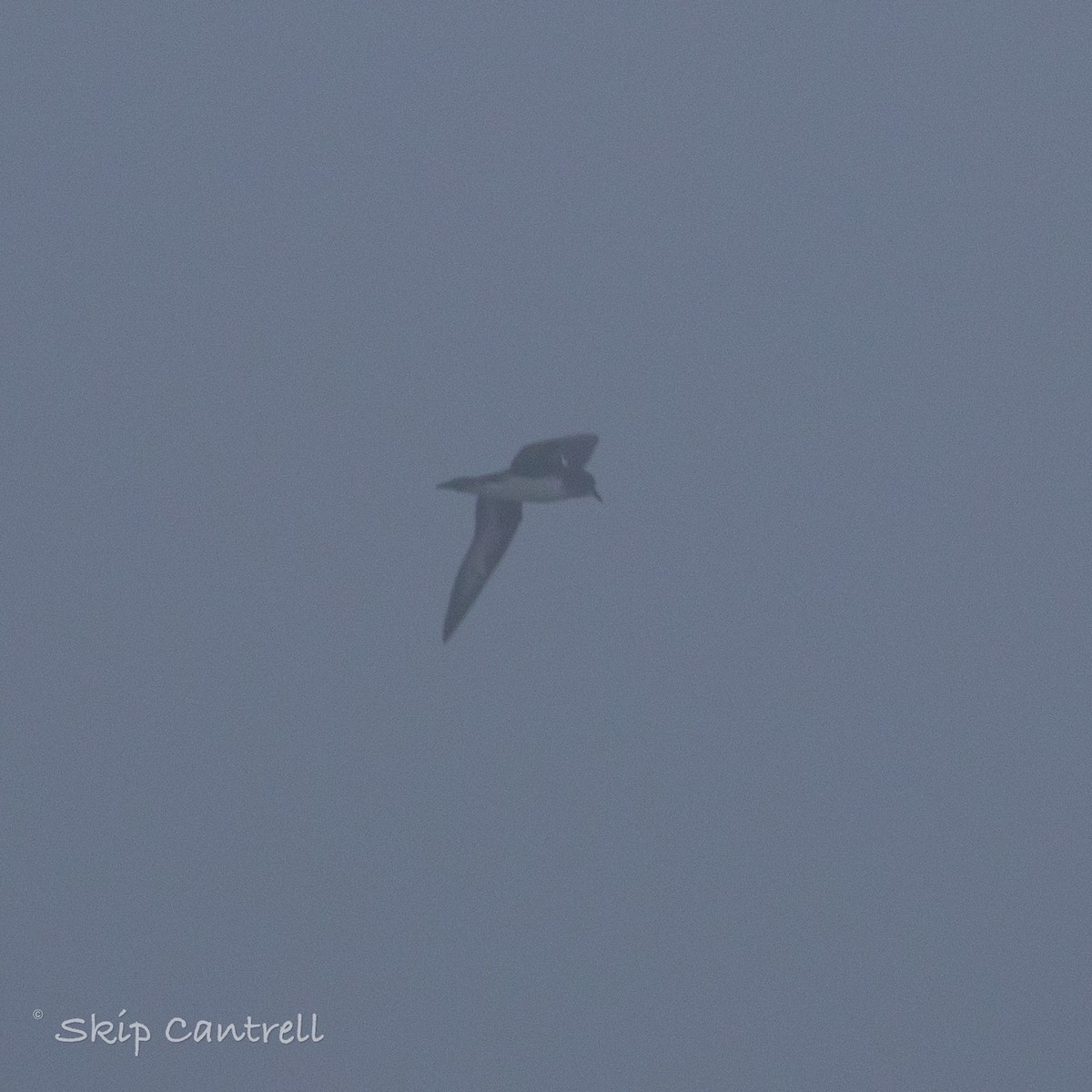 Petrel de Trinidad - ML422006701