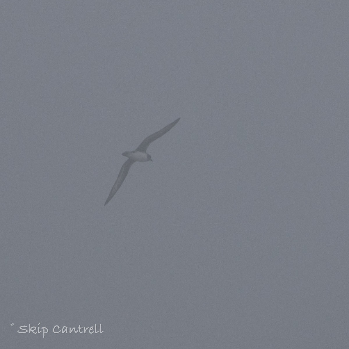 Petrel de Trinidad - ML422006711