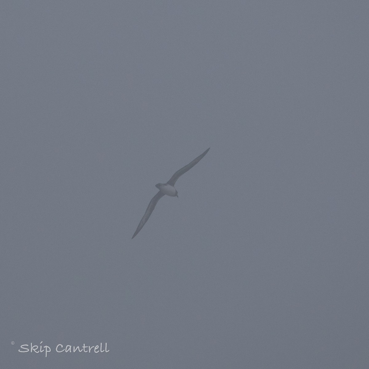 Petrel de Trinidad - ML422006721