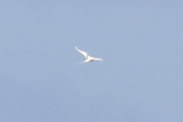 White-tailed Tropicbird - ML422006831
