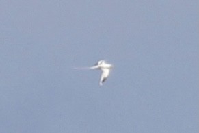 White-tailed Tropicbird - ML422006841