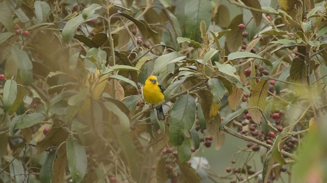 Golden Grosbeak - ML422007291