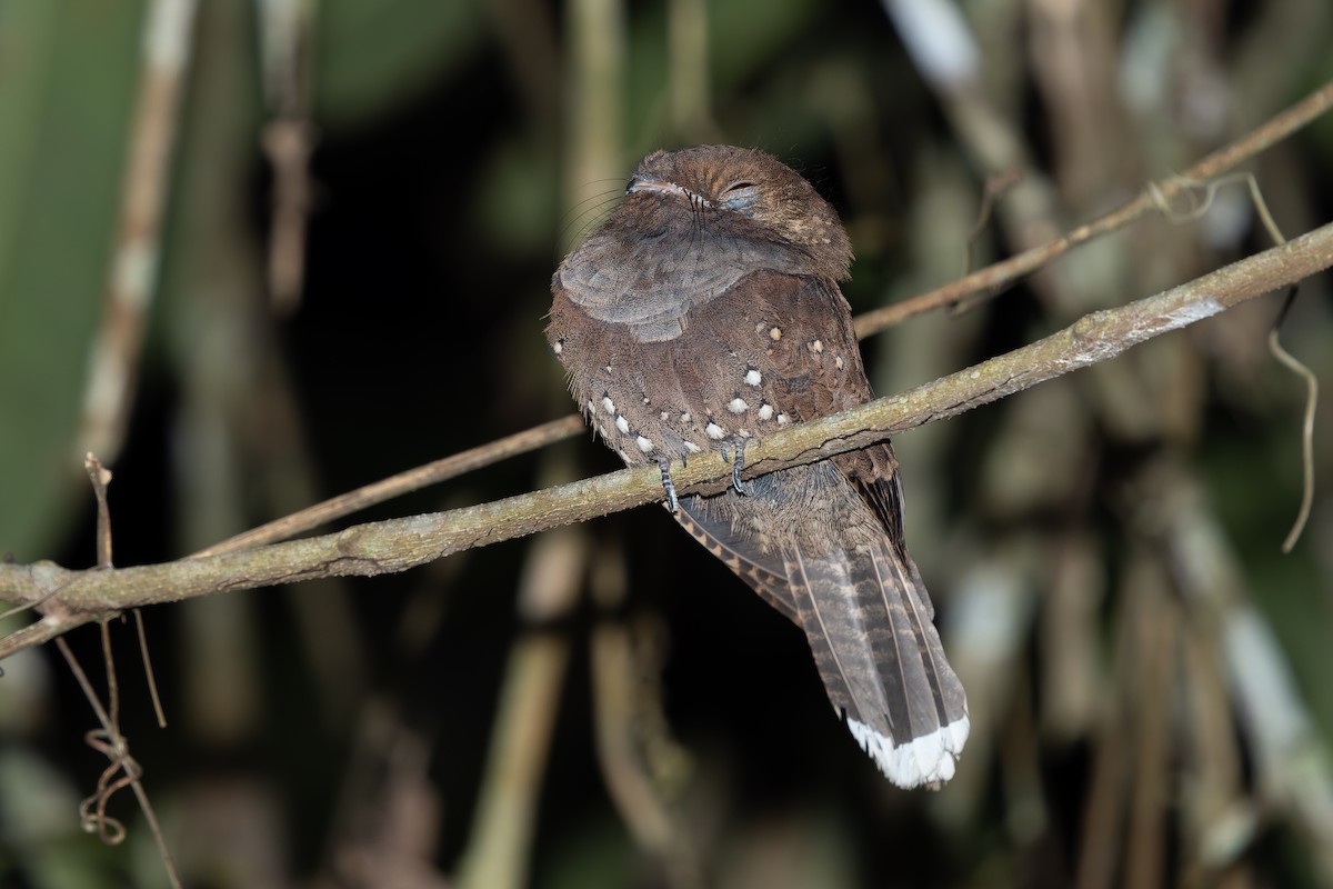 Ocellated Poorwill - Simon Colenutt