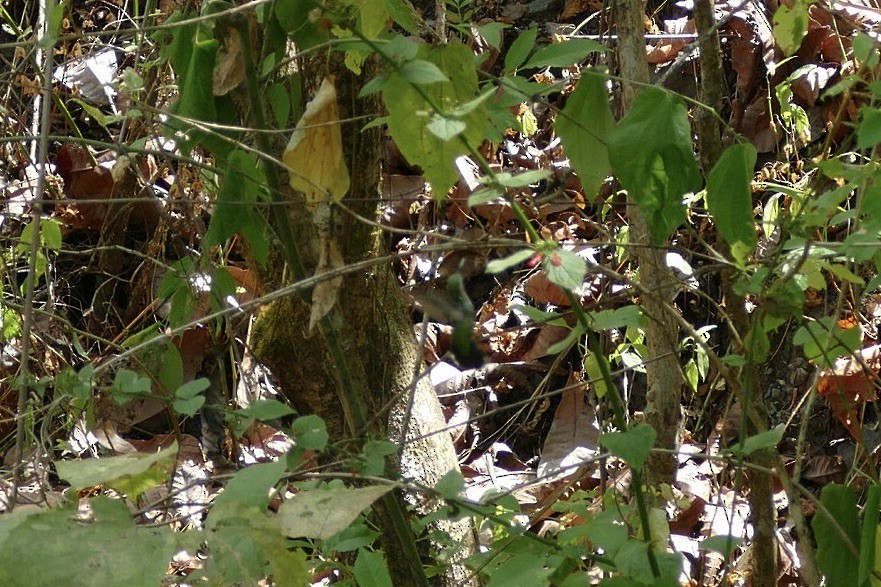 Émeraude du Panama - ML422008761