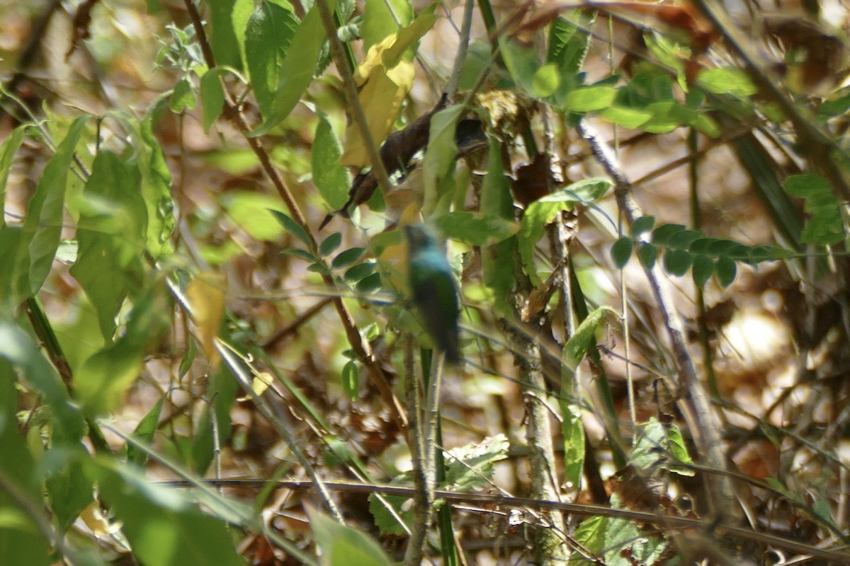 Garden Emerald - ML422008781