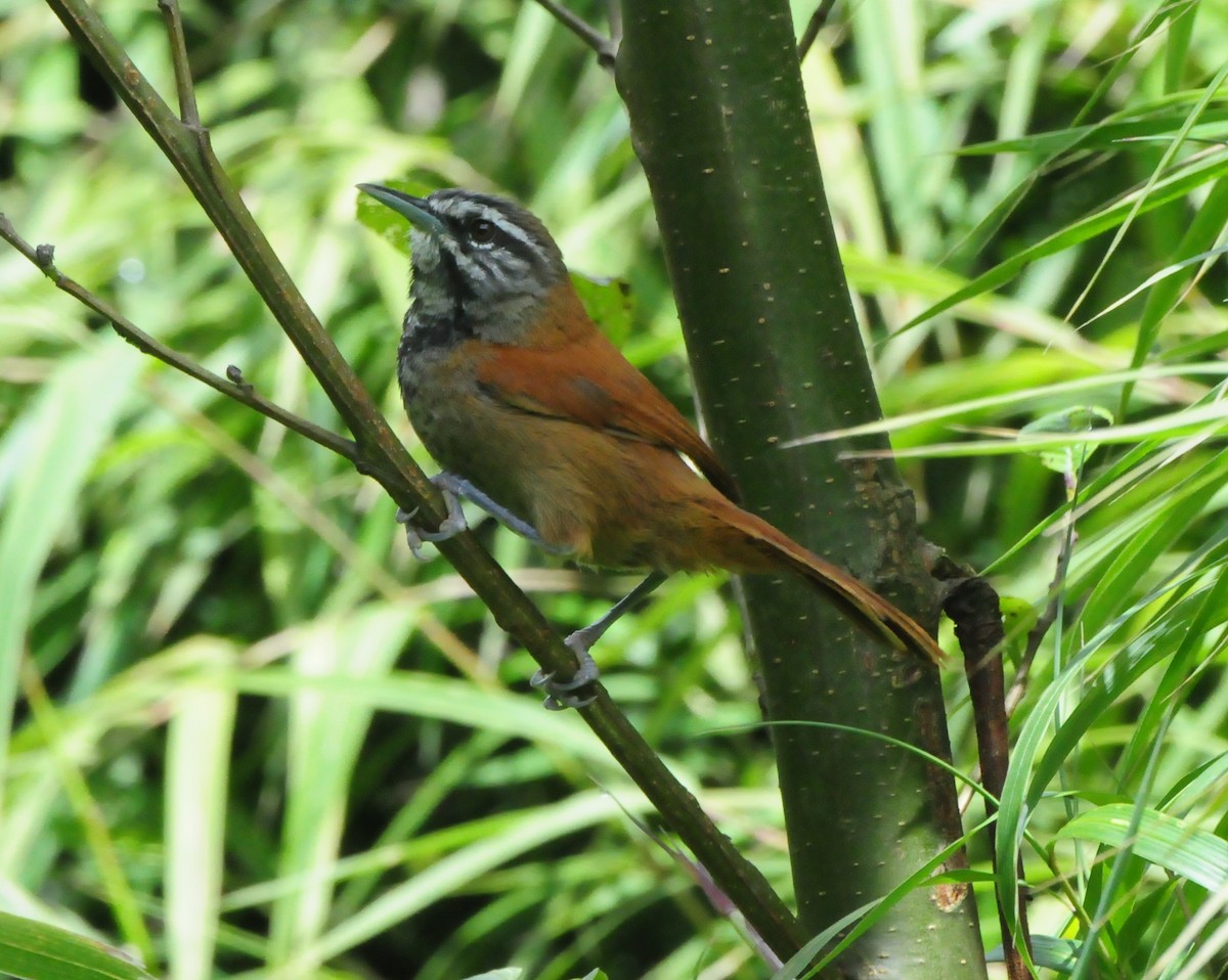 Plain-tailed Wren - ML422010231