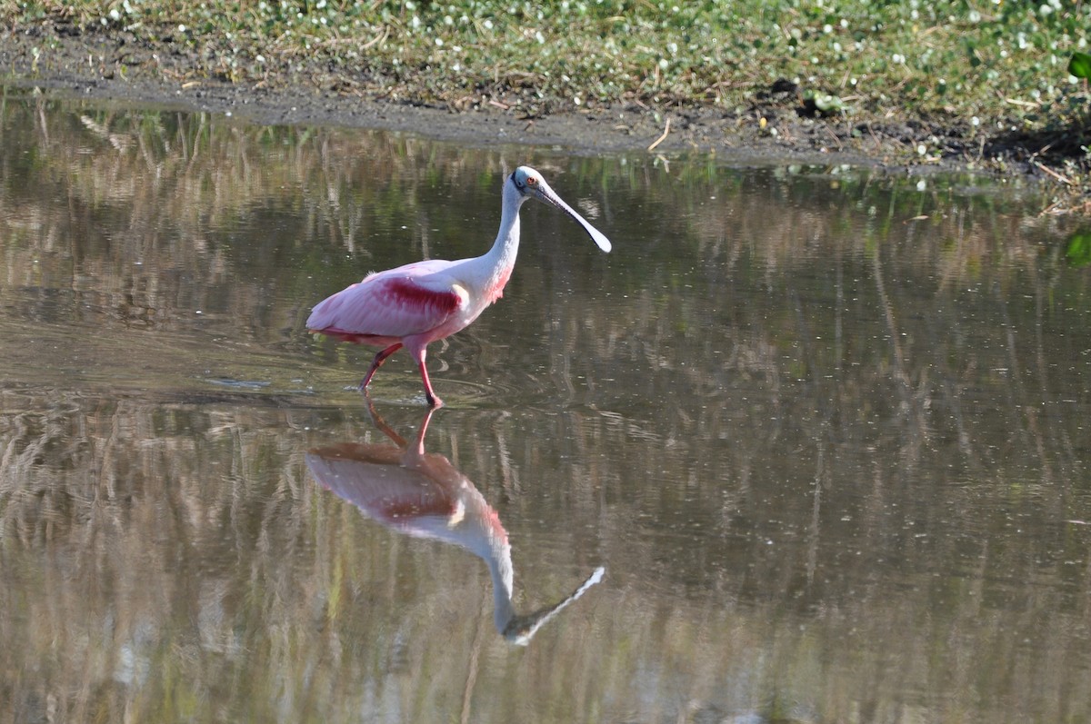 Roseate Spoonbill - Luc and Therese Jacobs