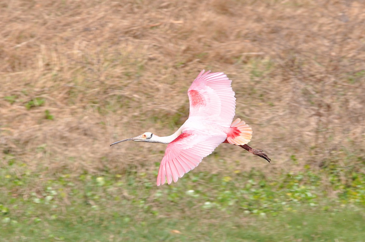 Roseate Spoonbill - Luc and Therese Jacobs