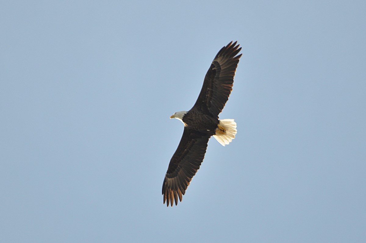 Bald Eagle - Luc and Therese Jacobs