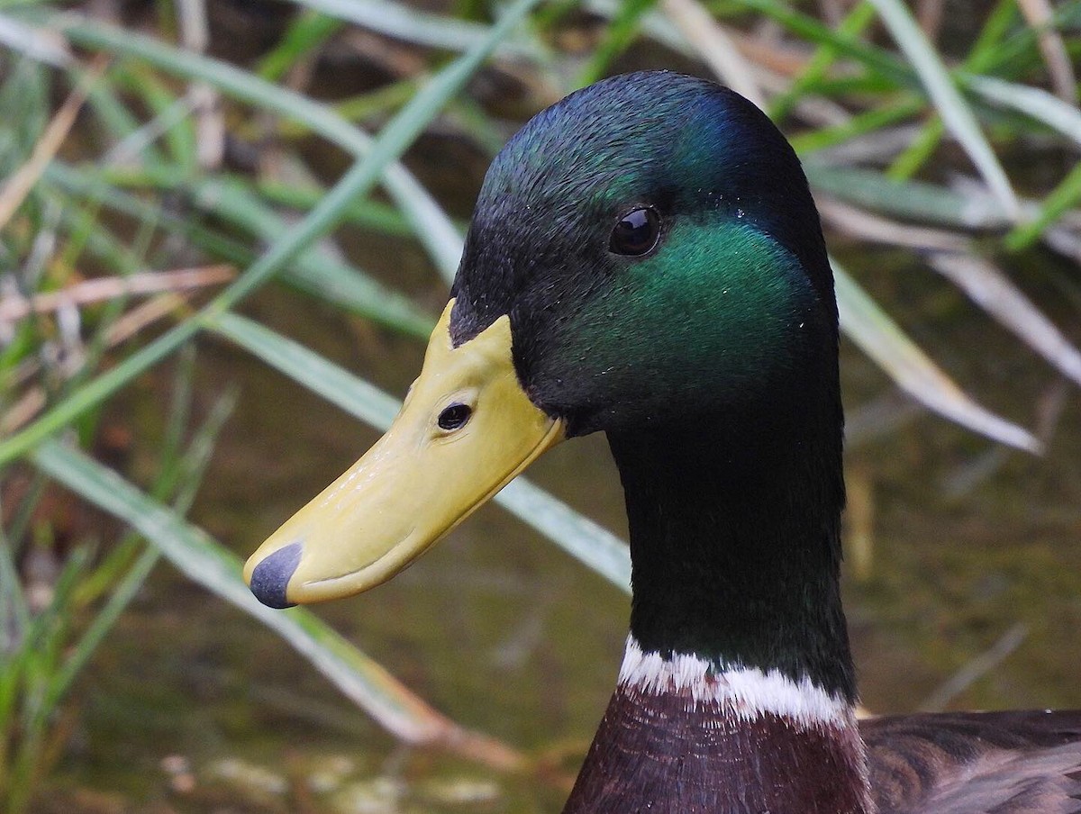 Mallard - Nick & Jane