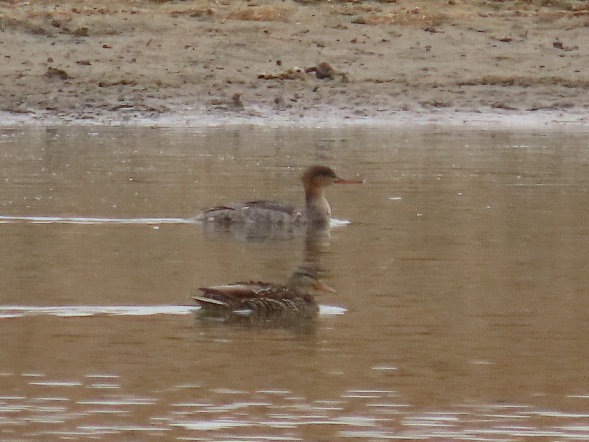Red-breasted Merganser - ML422014491