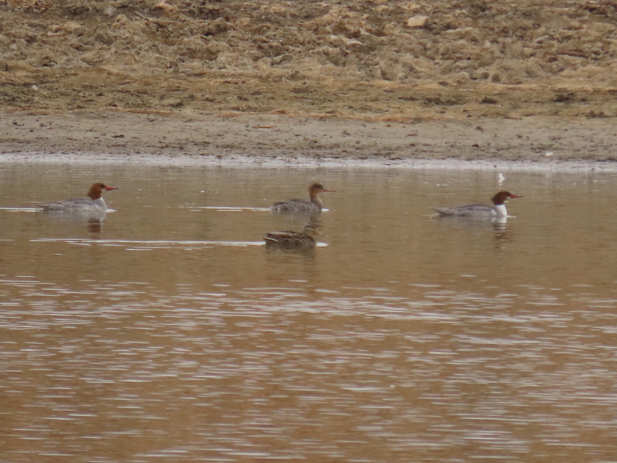 Red-breasted Merganser - ML422014511