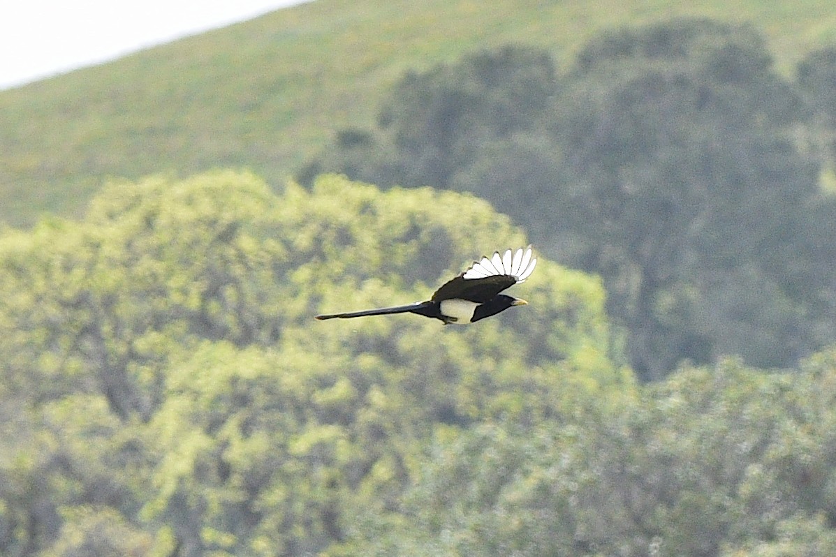 Yellow-billed Magpie - Marty Lycan