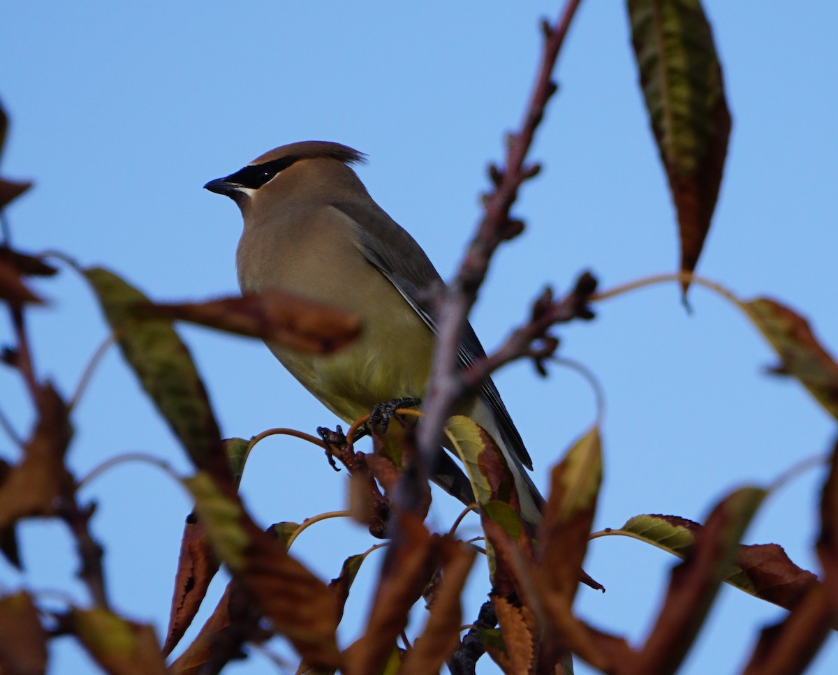 Cedar Waxwing - ML42201701