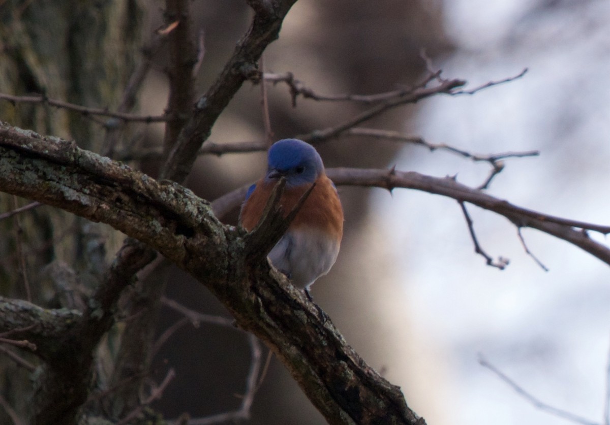 Eastern Bluebird - ML42201751