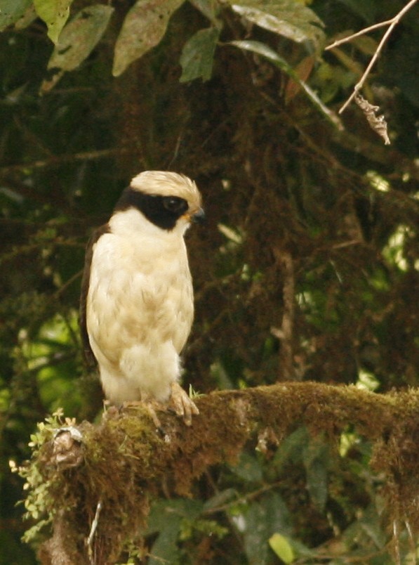 Laughing Falcon - ML42201781