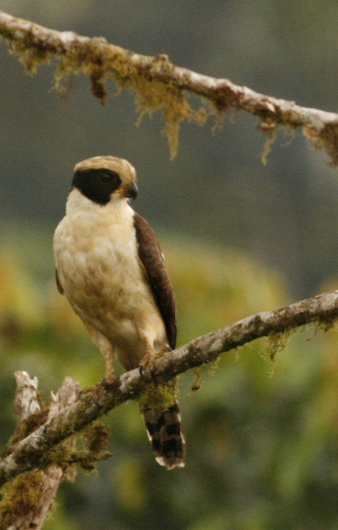 Laughing Falcon - Luke Seitz