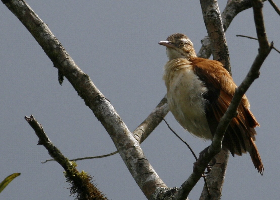 Pacific Hornero - ML42201931