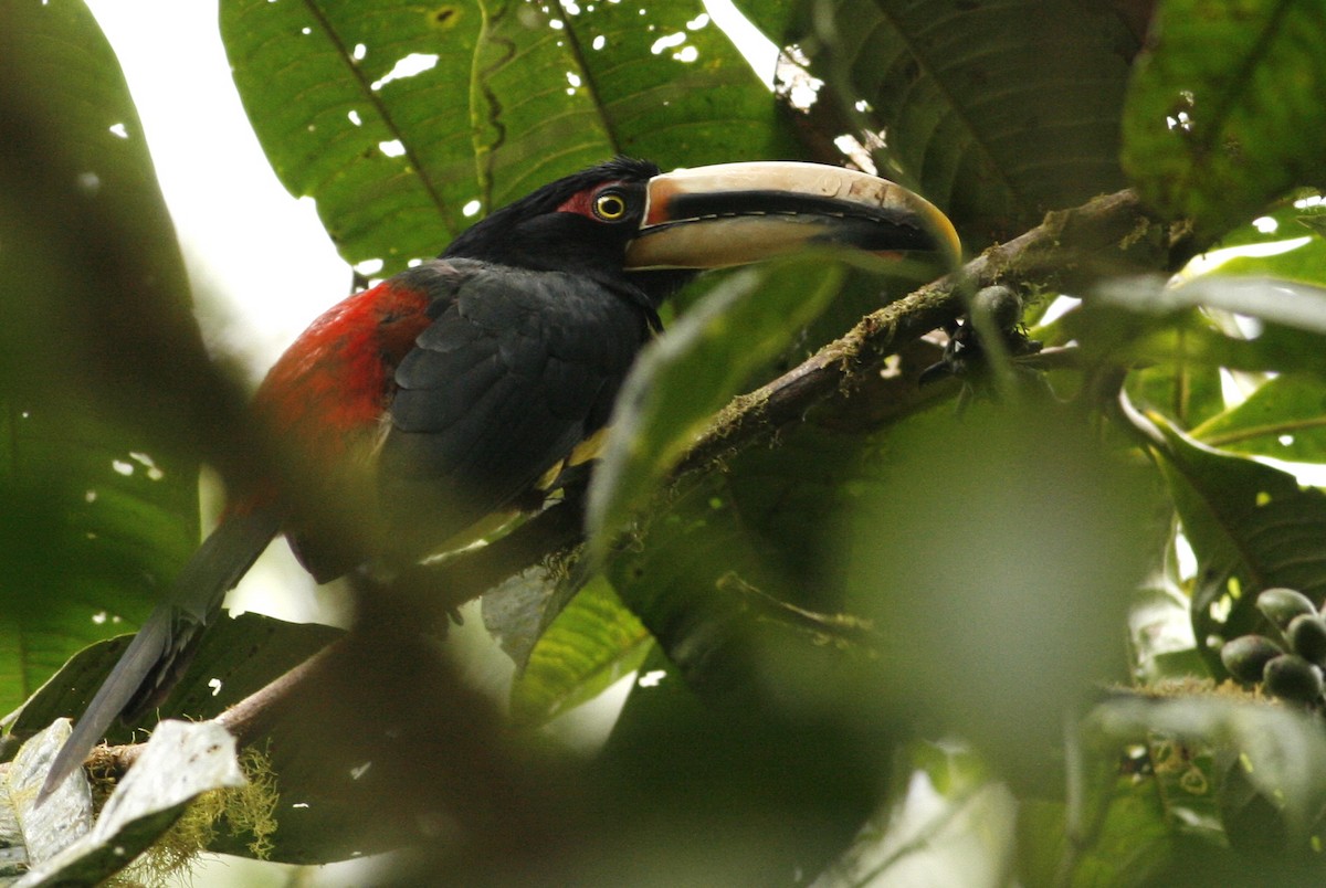 Collared Aracari (Pale-mandibled) - ML42202071