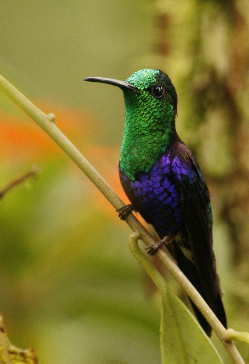 Crowned Woodnymph (Green-crowned/Emerald-bellied) - ML42202181