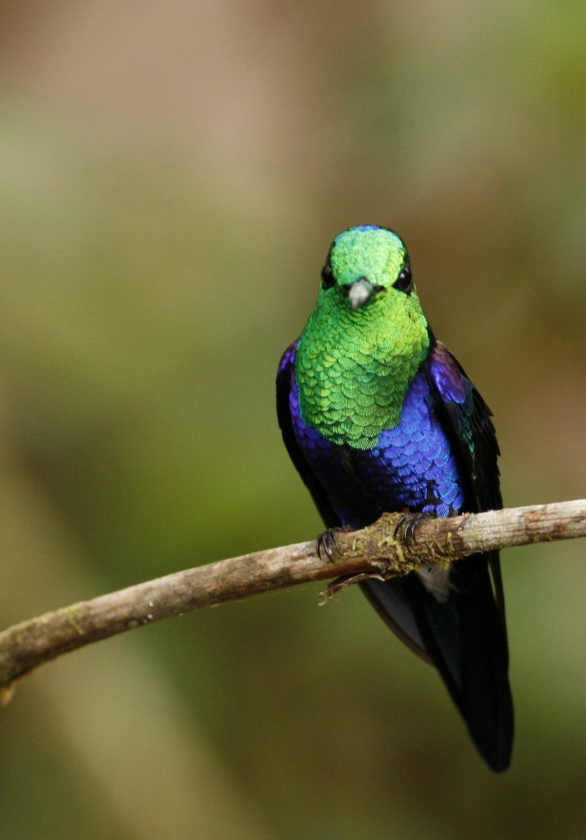 Violettkronennymphe (Green-crowned Woodnymph) - ML42202211