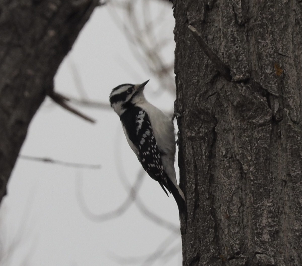 Downy Woodpecker - ML422026171