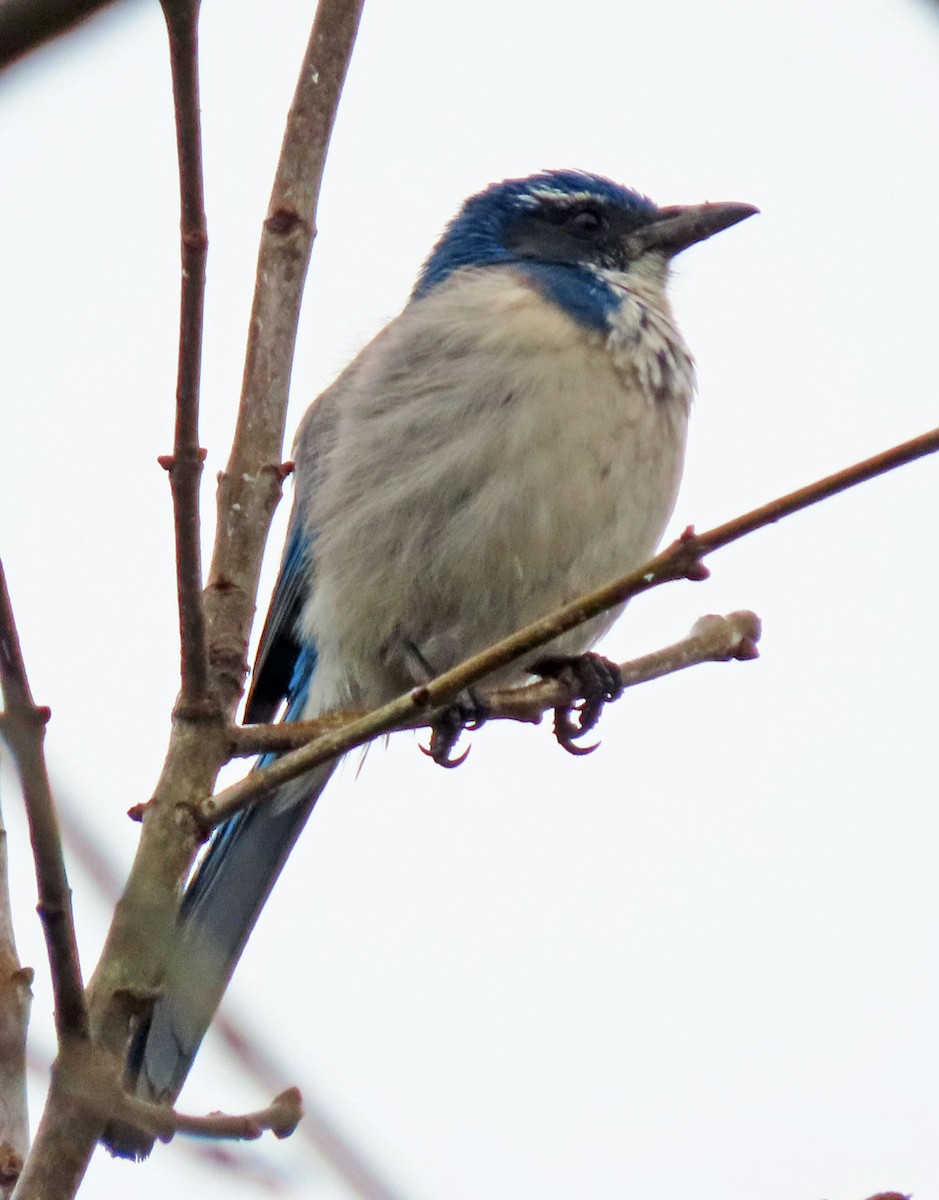 California Scrub-Jay - Jim Scott