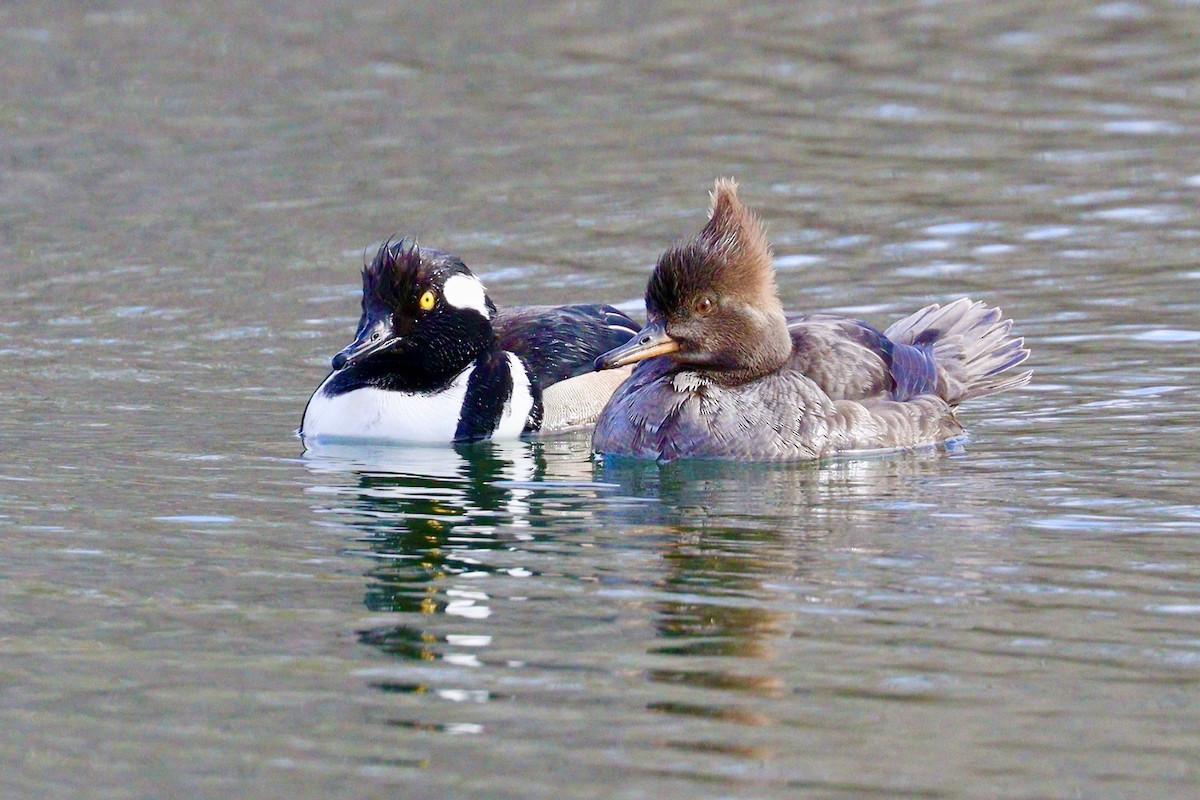 Hooded Merganser - ML422027671