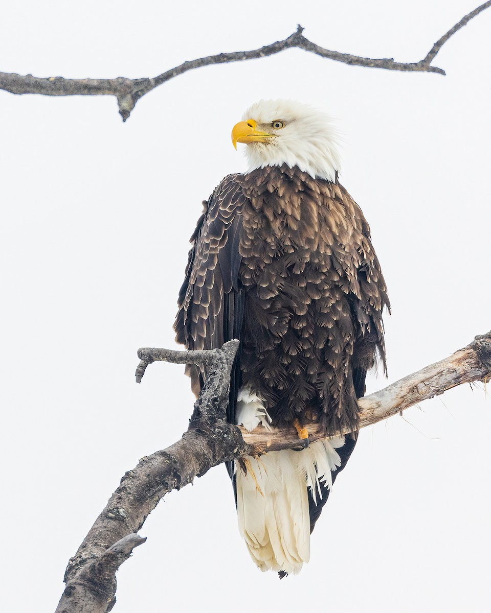 Bald Eagle - ML422031871