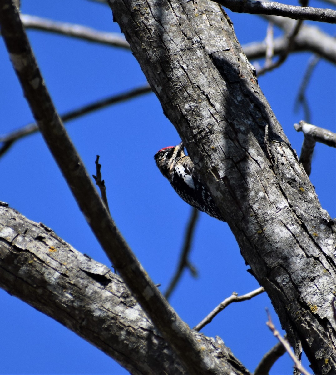 Yellow-bellied Sapsucker - ML422033031