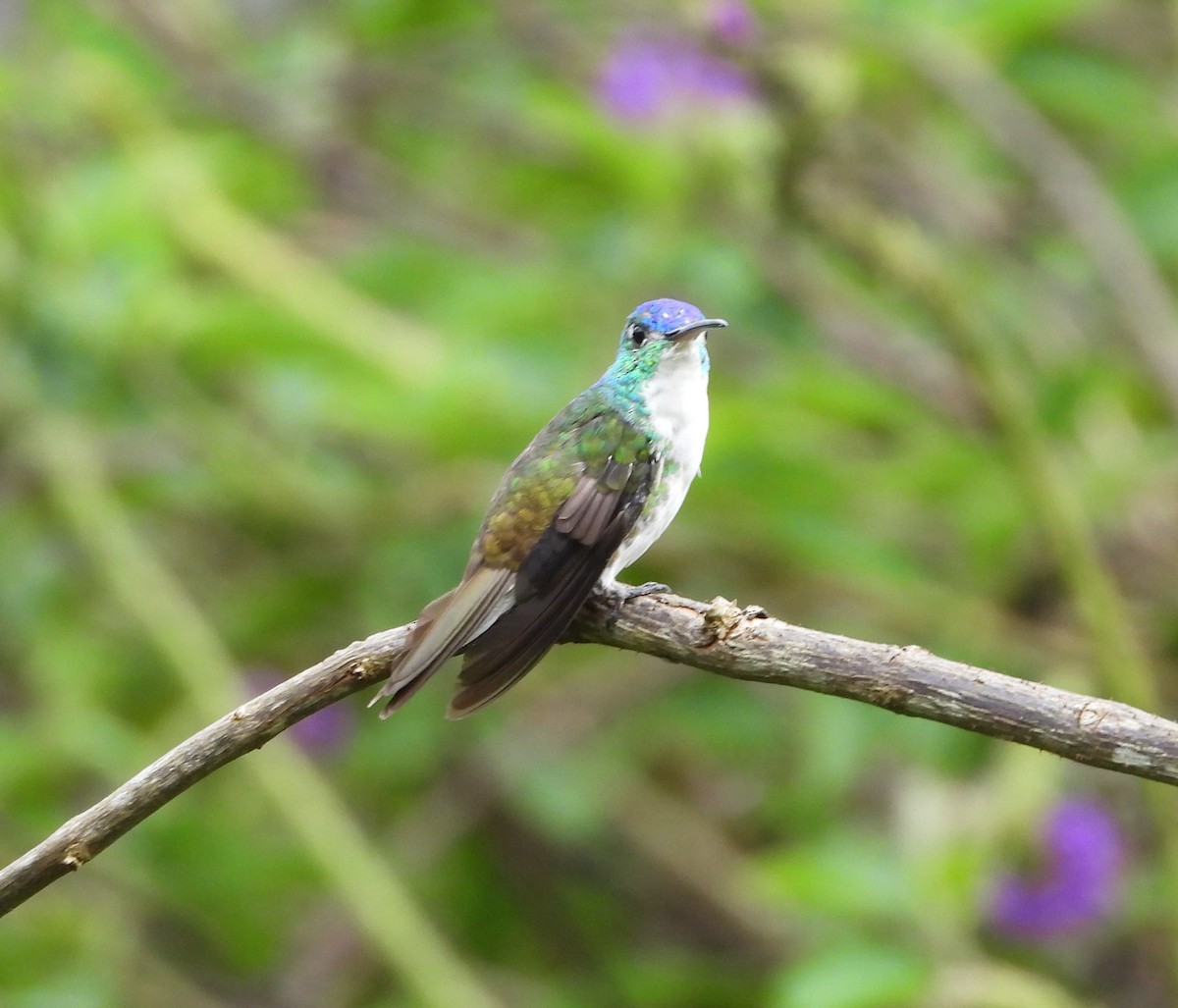 kolibřík andský - ML422033921