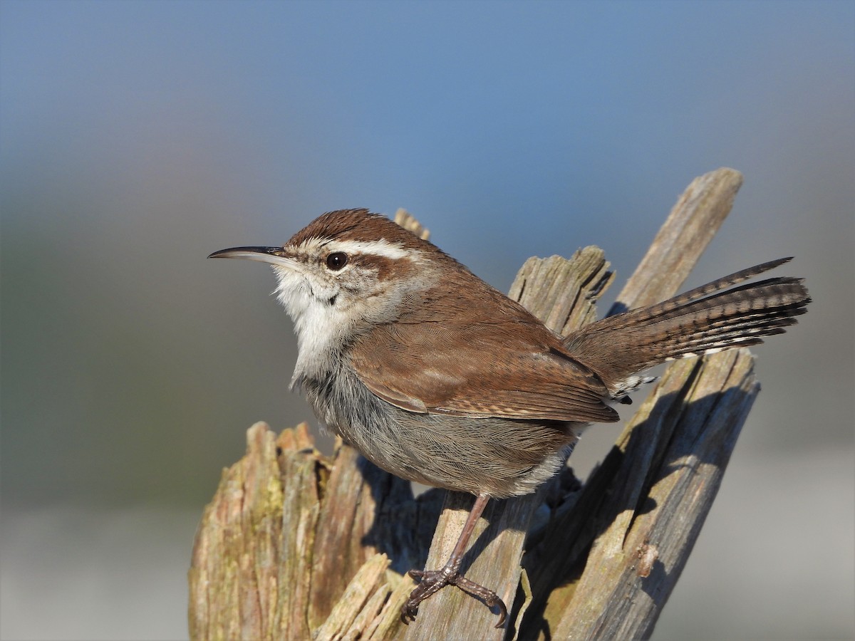 Bewick's Wren - ML422035411