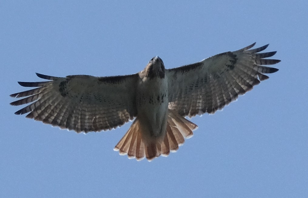 Red-tailed Hawk - ML422035801