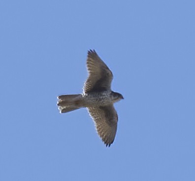 Prairie Falcon - ML422036081