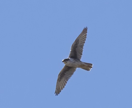 Prairie Falcon - ML422036091