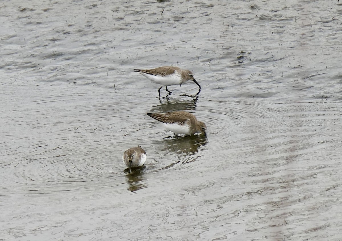 Dunlin - ML422036281