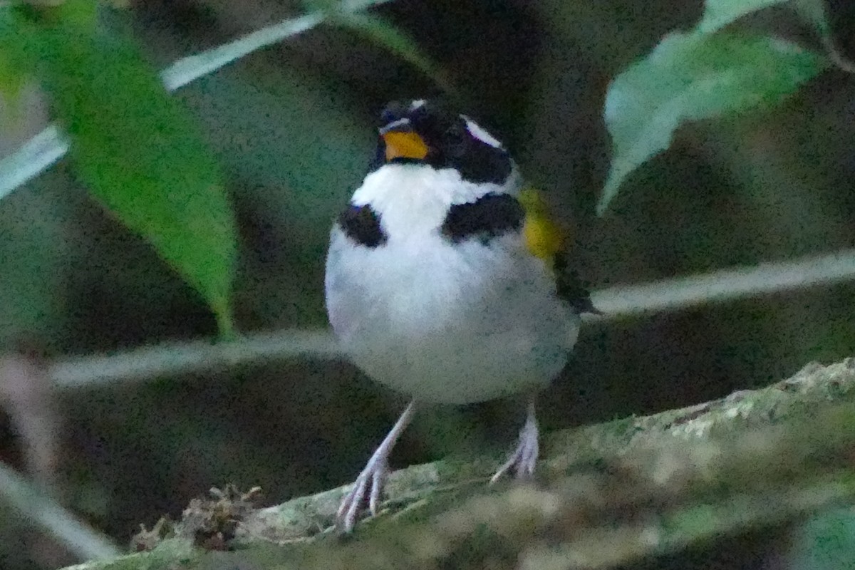 Pectoral Sparrow (Yellow-mandibled) - ML422036481