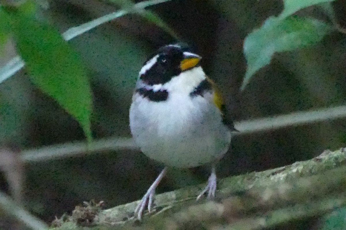 Pectoral Sparrow (Yellow-mandibled) - ML422036491