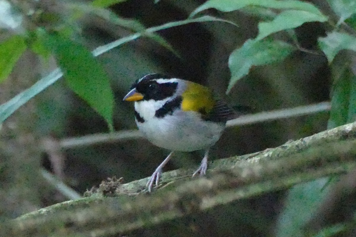 Pectoral Sparrow (Yellow-mandibled) - ML422036501