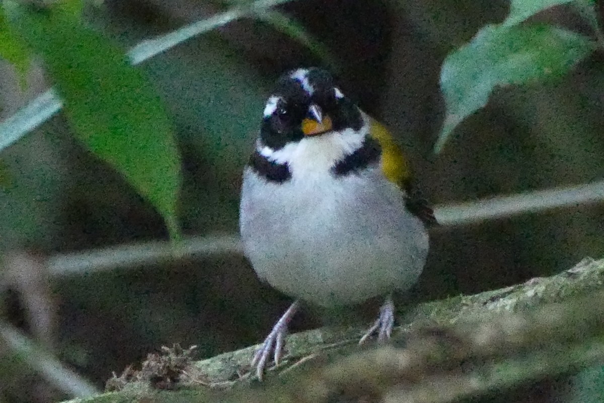 Pectoral Sparrow (Yellow-mandibled) - ML422036531