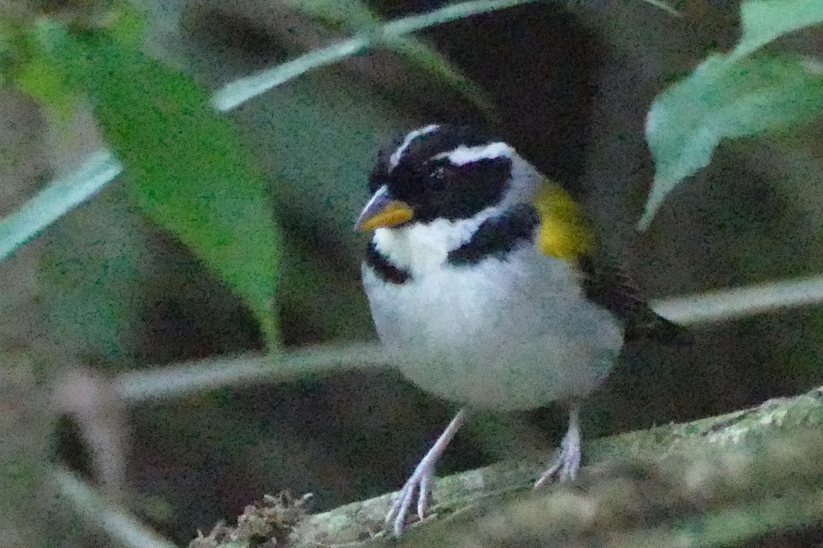 Pectoral Sparrow (Yellow-mandibled) - ML422036551