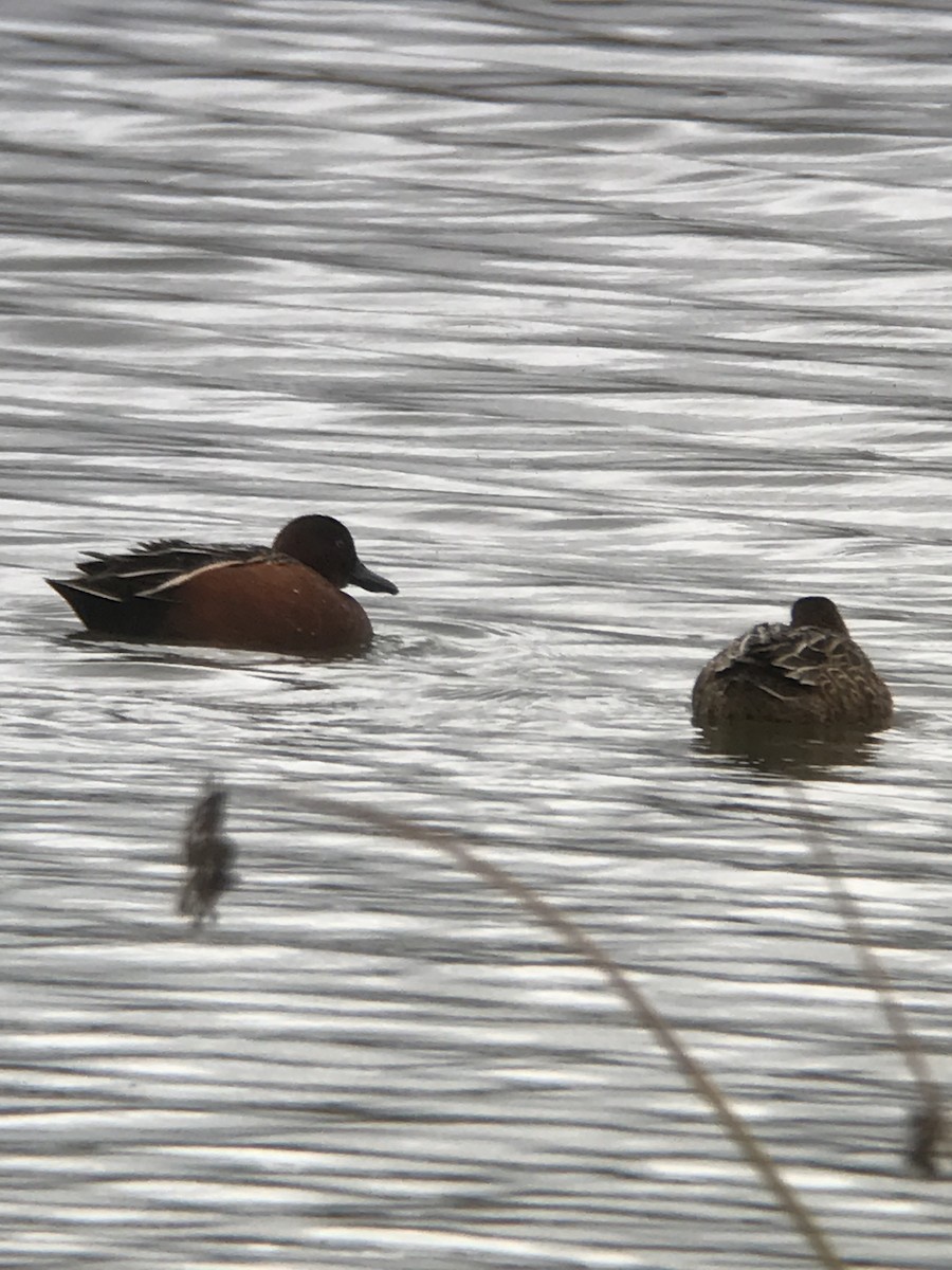 Cinnamon Teal - Bill Pelletier