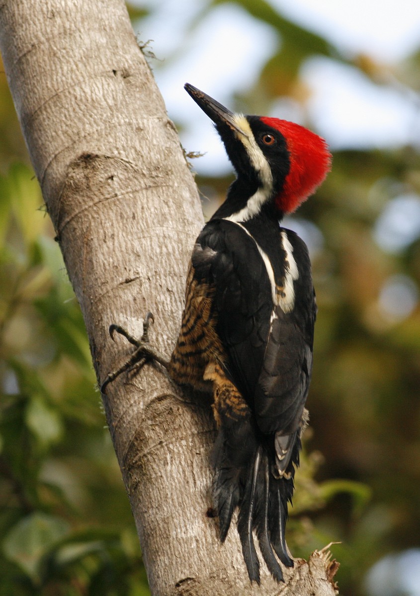 Powerful Woodpecker - ML42203921