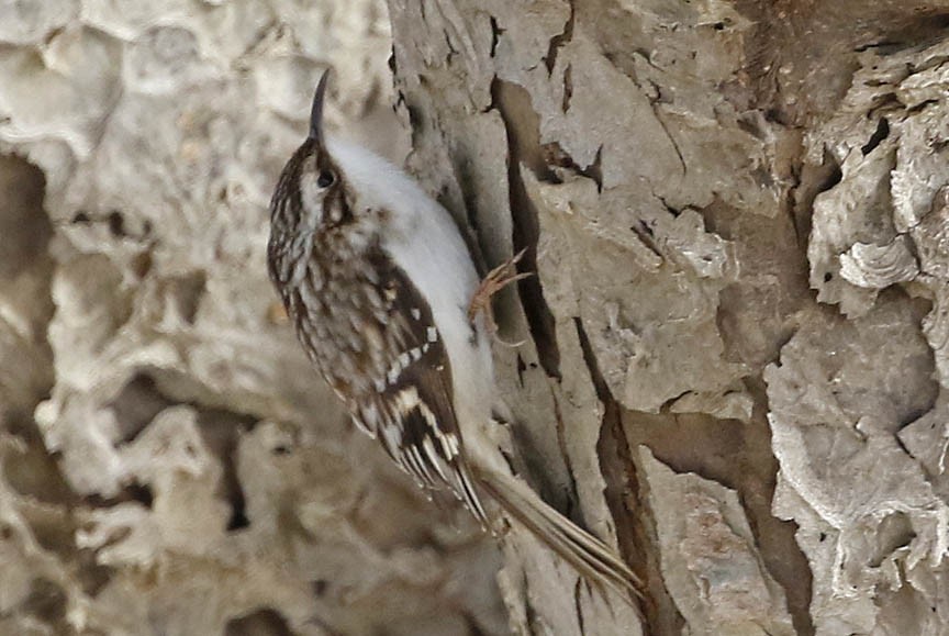 Brown Creeper - ML422039441