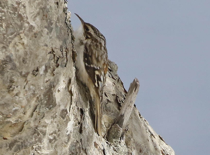 Brown Creeper - ML422039451