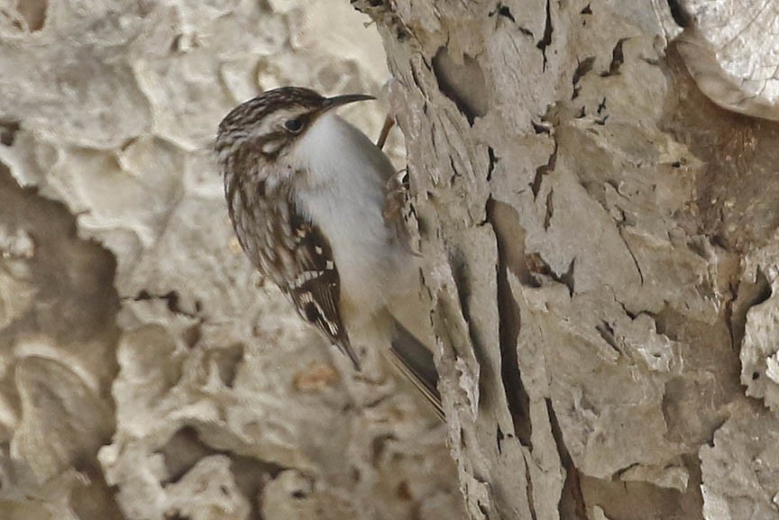 Brown Creeper - ML422039471